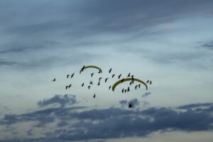 Proyecto Ibis Eremita en el que colabora BIOPARC Valencia - Parada en Olocau